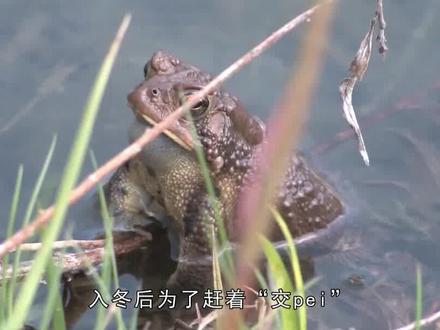 罕见奇观“金蟾抱鲤”,癞蛤蟆为什么要死死抱住鲤鱼眼睛? #金蟾抱鲤 #鱼 #蟾蜍 #动物 #科普