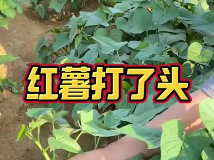 #🌱红薯打了头,力气大如牛!你知道这农活秘诀吗?🤔 💡原来掐掉藤蔓尖,块茎才能猛长!学到了快试试~👍 13643928551+++15729141115