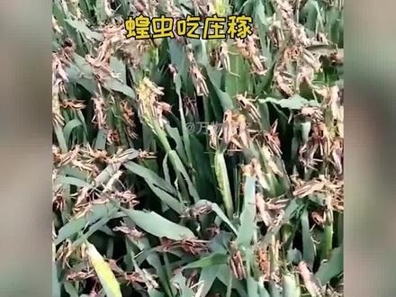 每天吃掉2500人口粮,东非蝗灾有多可怕?蝗虫变异,产生有毒物质 #蝗虫 #蝗灾 #粉红椋鸟 #动物 #科普