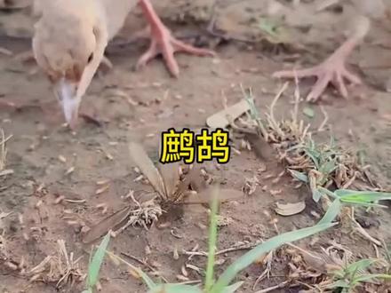 鹧鸪天生的白蚁克星#野生动物零距离#鹧鸪#内容启发搜索#鹧鸪养殖