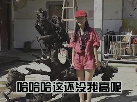 挖鱼塘挖到的木头千万不要丢!收料遇到鱼腥味金丝楠,鱼塘大哥开心请吃黄鳝宴……#二楠 #金丝楠 #乡村 #鱼塘