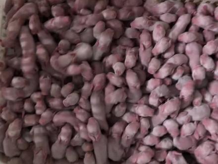 冻了一晚上的小兔崽!饿坏了#畜牧产业 #小兔