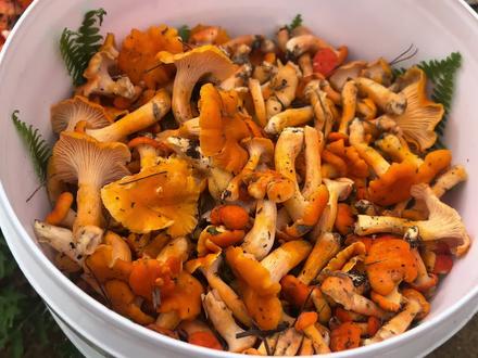 2024的第一波鸡油菌全面爆发!!!#野生菌 #三农