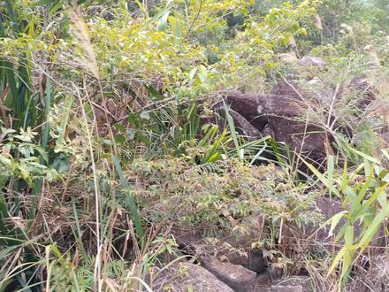 农村山上的假鹰爪树,果子外形奇特,叶是制作酒曲原料价值高