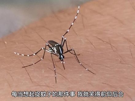 部编四年级语文上册第五单元作文《捉蚊趣事》