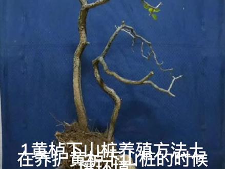 黄栌盆景生桩养护知识