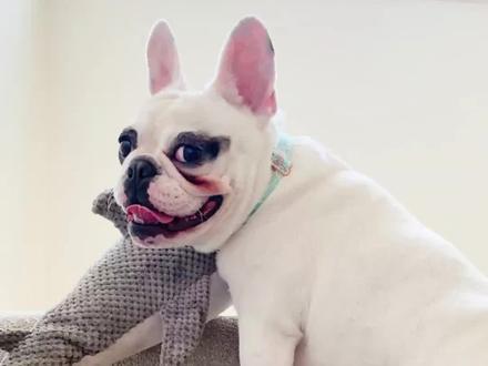 让法斗开心的4个方法,你get了吗?#法斗 #狗狗开心的方法 #科学养宠攻略 #养狗小知识 #日常养法斗的知识