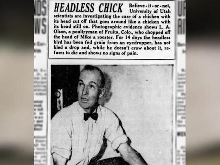 没了头还能继续存活18个月,无头鸡麦克是如何做到的?#涨知识 #科普 #不可思议