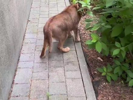 这些可爱动物,养一只保你三年吃穿不愁 #动物科普 #保护野生动物