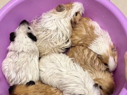 今天的主线任务是给猪妞洗澡!#铲屎官和他的主人 #养宠进阶指南 #猪妞 #铲屎官的乐趣