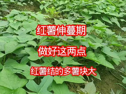 红薯伸蔓期,做好这两点,红薯结的多薯块大 #红薯种植 #红薯管理技巧 #农村种地小妙招 #种红薯经验分享 #红薯伸蔓期管理