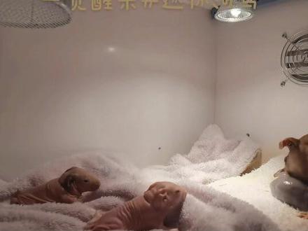 迷你河马生产过程#迷你河马