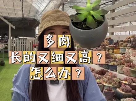 为什么在网上买的多肉都会长的又细又高又长?多肉长高了怎么办?#多肉植物 #多肉徒长的解决办法 #多肉养护