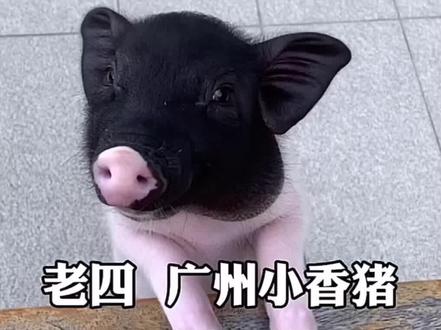 最帅的小香猪#二师兄 #搞笑视频 #搞笑 #动物的迷惑行为 #小猪猪🐷 #这操作都看傻了 #看一遍笑一遍 #内容过于真实 #猪太难了 #猪事顺利