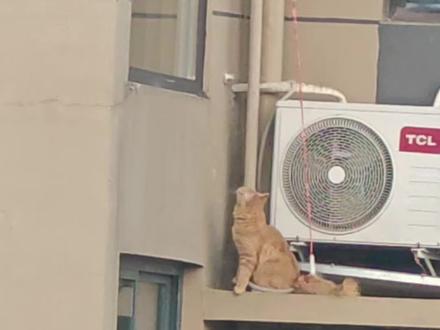 养猫不封窗,不止猫咪一个生命 #猫咪