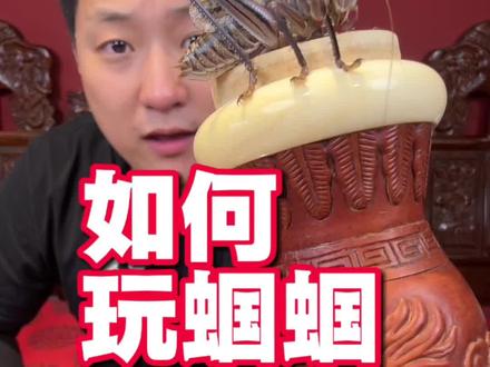 在天津蝈蝈应该怎么玩 保姆级教程#蝈蝈 #团团记 #鸣虫文化