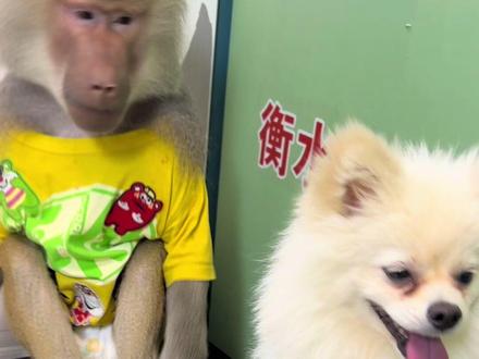 #小型犬可爱日常 #衡水野生动物园狒狒 @人猴情未了1
跟小帅越来越和谐了
