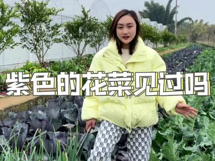 你们见过紫色的花菜🥦吗🤔#纯天然绿色蔬菜 #抖音助农 #新农人计划2021 #农村生活 @DOU+小助手 @抖音小助手