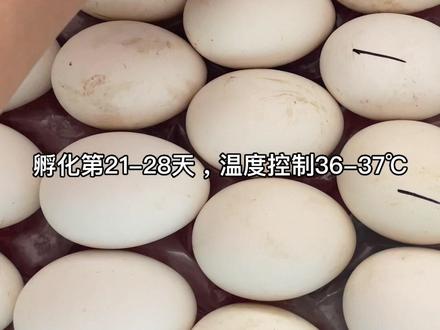 水床孵化鹅蛋教程,出雏期保持湿度,防卵膜干粘#人工孵化#水床孵化#孵化鹅蛋