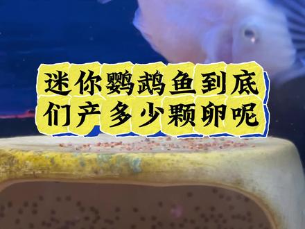 鱼友们,迷你鹦鹉鱼到底一次能产多少卵呢?什么阶段产卵最多呢!这期视频告诉你!#迷你鹦鹉鱼繁殖 #迷你鹦鹉鱼#迷你鹦鹉鱼繁殖 #迷你鹦鹉鱼产卵 #迷你鹦鹉鱼养殖方法