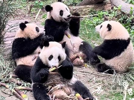 花猪猪小机灵鬼想偷袭抢艾玖姐姐的笋,无奈力量悬殊被二狗坐收渔翁之利,叶子迪迪两耳不闻窗外事,一心只做干饭熊#大熊猫和花 #大熊猫润玥 #大熊猫和叶 #大熊猫艾玖 #国宝不愧是国宝 #保护动物