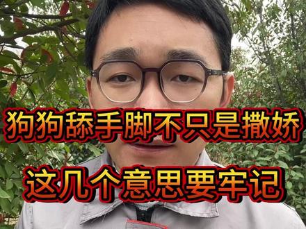 狗狗舔手脚不只是撒娇,这几个意思要记牢 #养狗经验分享#新手养狗#科学养狗#养狗