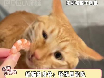 还是头一次见拼好猫的#奶牛猫 #橘猫 #三花猫 #拼好猫