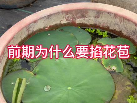 荷花前期为什么要掐花苞?#种植小技巧 #养护小知识 #荷花#家庭种植#技术分享 @百荷园荷花基地(开花对版 售后到开花)