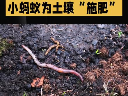 小学六年级语文上册第一单元习作例文《变形记》