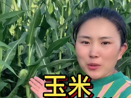 玉米杨花授粉能打杀虫剂 杀菌剂 叶面肥吗#农业种植 #抖音新农人2022 #心系三农服务三农