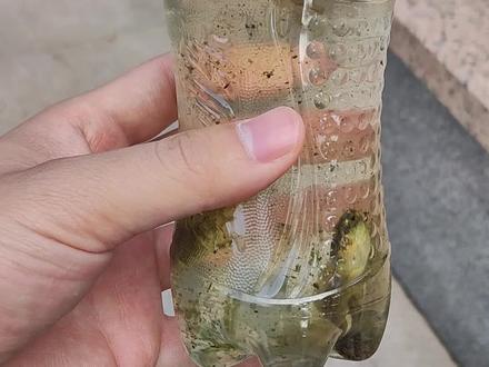 如何分辨青蛙蝌蚪与蟾蜍蝌蚪? #小学生 #初中生 #科普 #蝌蚪 #语文老师