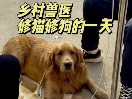 乡村兽医修猫修狗的一天#猫咪绝育#狗狗清创#窝咳#乡村兽医#临沂兽医