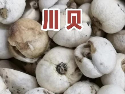 清热润肺,化痰止咳的#川贝 #川贝母 #浙贝母 #贝母 #胡博士说中医