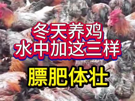 冬天水中加这三样鸡少出状况#农村养鸡 #养鸡人 #喂鸡日常 #养鸡小妙招 #家禽养殖