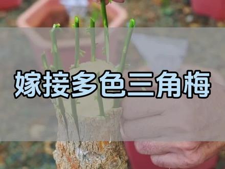 多色三角梅的嫁接方法 #三角梅 #嫁接 #养花小知识