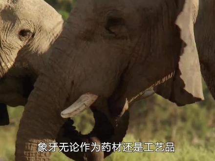 新生大象的象牙为什么在逐渐消失,是退化了吗? #科普一下 #大象 #保护动物 #动物世界 #象牙