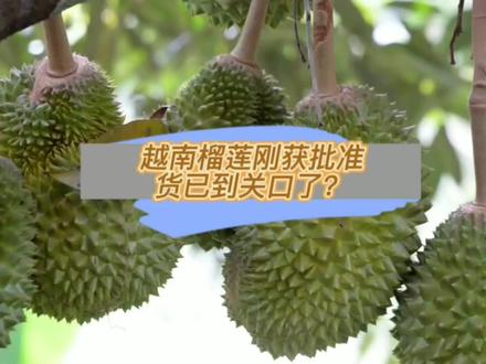 越南的榴莲刚获批准,货己到关口了? #榴莲 #集装箱 #港口 #运输 #九城助您