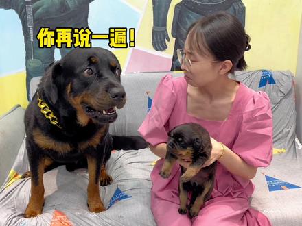 母老虎差点把一坨给忽悠了,看来这爹还算负责任 #狗狗的心思都写在脸上了 #罗威纳护卫犬