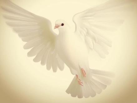 #鸽子简笔画 鸽子代表着和平!#跟着抖音学画画 @DOU+小助手 @抖音小助手