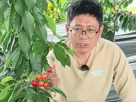评判齐早大樱桃好不好,就看能不能让咱果农赚到钱 评判齐早大樱桃好不好,就看能不能让咱果农赚到钱#齐早大樱桃 #齐早樱桃苗 #大樱桃品种 #助农 #上热门