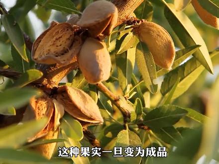 巴旦木的种植和加工,现代化程度让人叹为观止 #科普一下 #涨知识 #扁桃仁