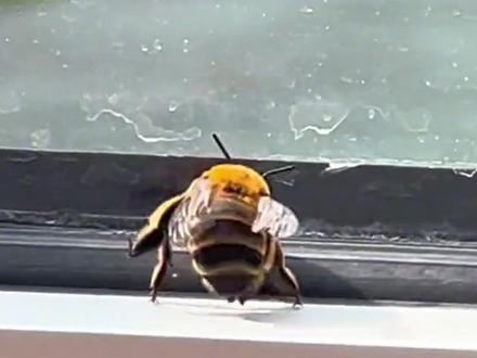 感觉看久了还有点可爱是怎么回事#蜜蜂 #搞笑 #万万没想到