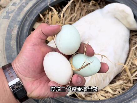 来咯,捡蛋咯!!@抖音小助手 @抖音新农人 @抖音正能量 新鲜出窝的鸡鸭鹅蛋,还有新鲜出炉的视频!#农村生活 #我的乡村生活 #三农 #新农人计划2022官方流量叠加扶持 #原生态乡村生活 #优质农产品 #返乡创业青年 #记录真实生活 #抖音新农人 #新农人计划 #农村 #我的农村生活 #新农人 #乡村新农人 #抖音助农 #我的农场生活 #惬意的农村生活 #农村日常生活 #农村生活现实记 #乡村味道
