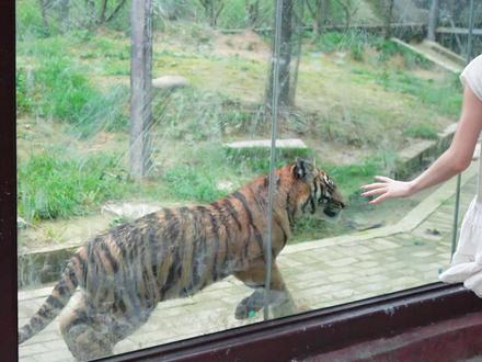 假期的快乐等你来解锁🔓#跟着华南虎去避暑#梅花山虎园