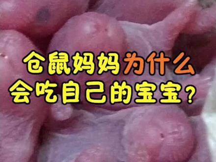 仓鼠妈妈为什么会吃自己的宝宝? #仓鼠 #小仓鼠 #金丝熊 @抖音小助手