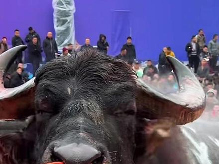 中国·雷山苗年苗岭斗牛大赛,“天成之王18号”拿下30万大奖!