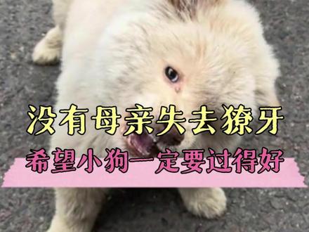 伤害小狗的人没有心!它还那么小! #小狗 #心疼 #可怜 #正能量