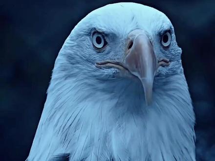 各类重要矿产资源主要分布在哪里?#矿产资源 #科普 #涨见识 #石油