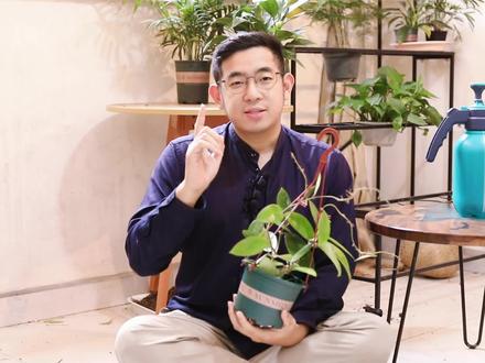 球兰怎么养?园艺师教你,球兰的详细养护技巧#养花