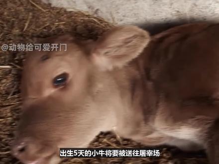 出生5天的小牛将被送往屠宰场,小牛默默流泪,最后出现感人一幕